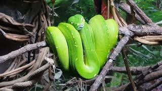 Green Tree Python [upl. by Kcirrez]