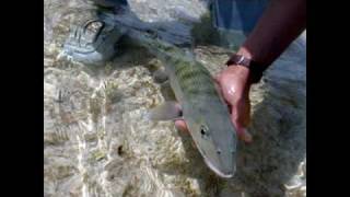 Eleuthera bonefishing adventure 2009wwwccoflyfishingcom [upl. by Anaeg566]