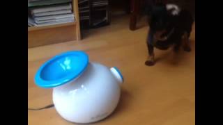 Crusoe the Celebrity Dachshund plays with his new iFetch [upl. by Yahsan]