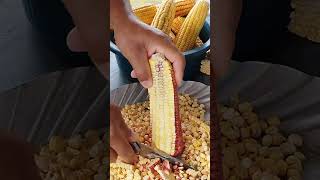 Cutting green corn nature corn farming fruits fruitcutting [upl. by Stedmann]