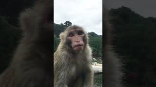 quotBaby Monkey Mischief Cute and super funny with natural actionsquot 🐒😊 67 [upl. by Robillard]