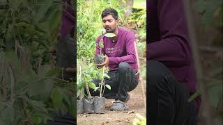 Miriyalu Plants  Black Pepper Plants  Spices Plants In Telugu  Kadiyam Abbai  Shorts  240 [upl. by Schwejda935]