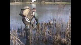 Muskrat trapping with colony traps and body grip traps in muskrat dens [upl. by Eiblehs]