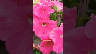 Petunia Flower 🌺🌺permanentfloweringplantsname lovinggarden viralvideo shortvideo [upl. by Alistair]