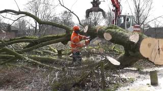 Oostflank Wijchen deel 2  het kappen van de bomen [upl. by Camarata]