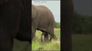 Facts about elephants in Queen Elizabeth National Park uganda 🇺🇬 [upl. by Edme]