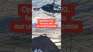 Opération XXL face aux rats sur une île française [upl. by Areic219]