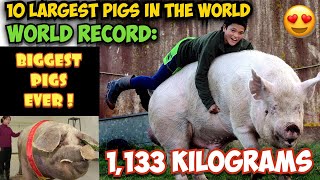 OMG TOP 10 LARGEST PIGS IN THE WORLD  WORLD RECORD BIGGEST PIGS EVER [upl. by Africah]