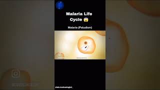 Malarialifecycle [upl. by Ramona]