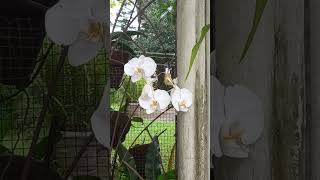 White Orchids Orchids Flowers Short [upl. by Brand198]