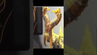 ஆண் கடற்குதிரை குட்டியிடும் காட்சி infostream seahorse seahorses information [upl. by Ridan]