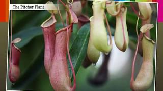 Insectivorous Plants  Macmillan Education India [upl. by Regnij]