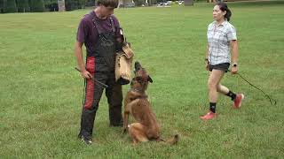 Trained Belgian Malinois Showcases Protection Skills  Attack Obedience amp Guarding [upl. by Zetra]