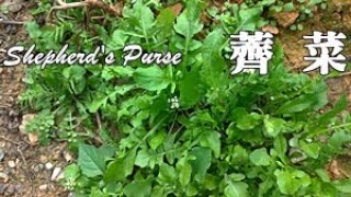 噹噹噹！薺菜大現蹤，野友們多留意！Capsella bursapastoris [upl. by Abdul]