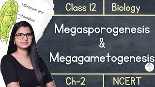 Class 12  Megasporogenesis amp Megagametogenesis  NCERT [upl. by Shaeffer]