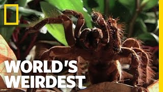 Worlds Biggest Spider  Worlds Weirdest [upl. by Trilby]