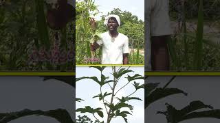 ఇందులో Vitamin B12 B6 పుష్కలం LadyFinger food health agriculture [upl. by Leticia]