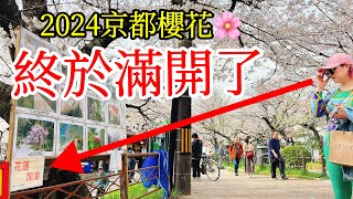 【日本旅遊】京都的櫻花終於滿開了！2024年京都櫻花季现况🌸京都賞櫻名所・京都自由行攻略・京都旅遊・日本自由行・南禪寺・京都一人遊・哲學之道・蹴上・木屋町・祇園白川・京都站・Kyoto・花蓮加油！ [upl. by Clea]