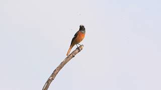 Daurian redstart calls 黃尾鴝叫聲 [upl. by December]