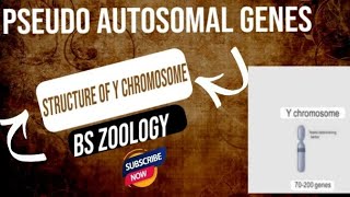 Pseudo autosomal genes Structure of Y chromosome  Genetics BS Zoology [upl. by Eyt273]