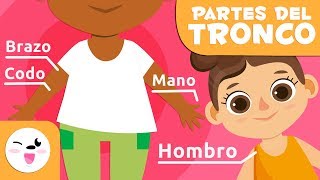 Las partes del cuerpo humano  El torso  Vocabulario para niños [upl. by Isle]