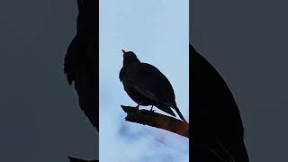 Blackbirds evening love song birds birdsoftiktok birdswatcher birdsphotography nature birdssin [upl. by Lucey106]