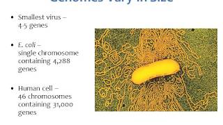 BI280 Chapter 9 Microbial Genetics  Part 1 of 5 [upl. by Yablon]