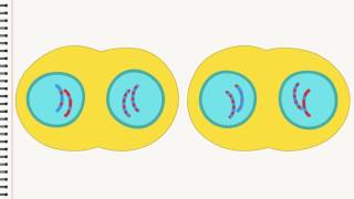 Biologie Die Zellteilung [upl. by Perreault]