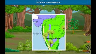 India Climate Vegetation and Wildlife  Types of Vegetation  Geography  Class 6 [upl. by Enerahs]