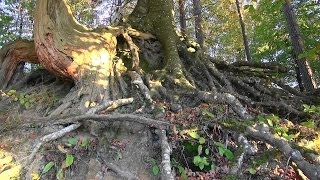 Herbst Wald Forest autumn HD 2013 10 30 [upl. by Aneelas]