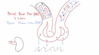 Renal Blood Flow RBF and Renal Plasma Flow RPF [upl. by Aiyram]