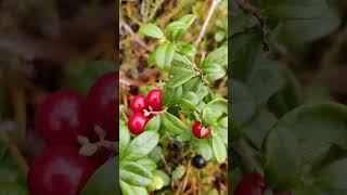 Vaccinium vitisidaea  the lingonberry partridgeberry mountain cranberry or cowberry PUOLUKKA 🇫🇮 [upl. by Ziza]