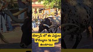 Texas లో Dallas దగ్గర ఈ ఎద్దుల కొమ్ములు 16 feet ఉంటాయి Longhorn Bulls Fort worth stockyards USA [upl. by Otsuaf11]