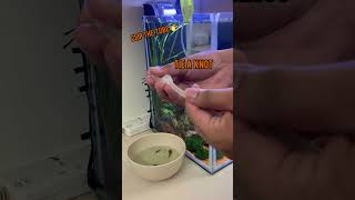 How to drip acclimate shrimps [upl. by Eanahs]