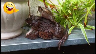 🐸 Adorable Moment Little Frog Sits on 5 Legged Frogs Back [upl. by Satterlee]