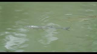 Hecht und Döbel im Bodensee pike Squalius cephalus Esox lucius in Lake Constance fish [upl. by Vanzant701]