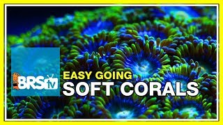 Week 35 SOFT CORALS Selection care and placement  52 Weeks of Reefing [upl. by Banna148]