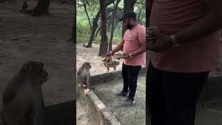 Jangal me bandar explore monkey funny comedy [upl. by Noffihc]