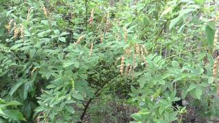 My South Florida Backyard Fruits and Vegetables Part 1 [upl. by Arondel667]