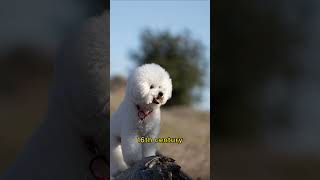 Bichon Frise 10 Fascinating Facts About this Adorable Dog Breed [upl. by Huda276]