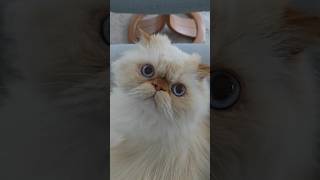 Beautiful Blue Eyed Persian Cat ❤️ [upl. by Haakon]