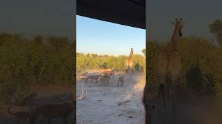 8 Lions Vs 1 Giraffe tourism wildlife africansafari africantourism animals safarilife [upl. by Atteram]