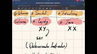 Ovogénesis y foliculogénesis parte 1 [upl. by Kcajyllib]