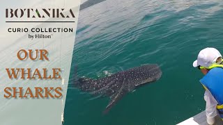 Our Whale Sharks  Botanika Osa Peninsula [upl. by Olympium763]