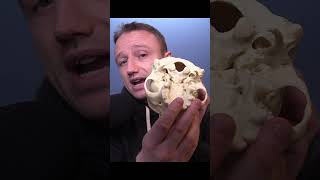 Brien Foerster  Foramen Magnum of Paracas Skulls aliens science gaia [upl. by Cheatham412]