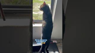 When my cat insists on going outside this is what he does mustwatch cat funnyvideos cute [upl. by Anneliese]