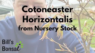 Cotoneaster Horizontalis Bonsai From Nursery Stock [upl. by Hayikat]