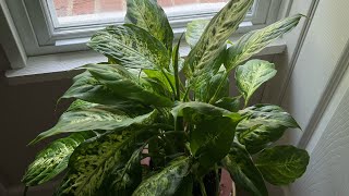 HOW I PREPARED Dieffenbachia’s NEW HOME repottingplants howtoplant soil [upl. by Leod511]