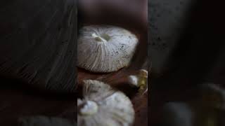 Tuto  faire une sporée de champignon automne asmr diy [upl. by Keithley852]