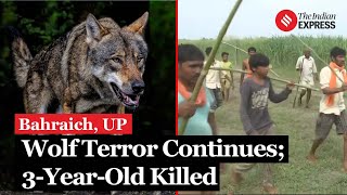 Bahraich Wolf Attack Search Ops Underway After Wolves Attack 4 Captured 2 Still At Large [upl. by Stroud208]